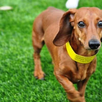 Artificial Grass Installation Saltville, Virginia Dog Run, Grass for Dogs