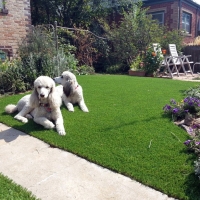 Synthetic Grass Cats Bridge, Virginia Dog Parks, Dogs Runs