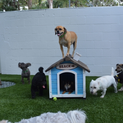 Fake Grass Adwolf, Virginia Drainage, Dog Kennels