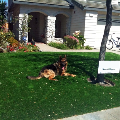 Grass Turf Baileys Crossroads, Virginia City Landscape, Dog Kennels