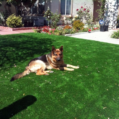 Synthetic Lawn Sanford, Virginia Rooftop, Dogs Park