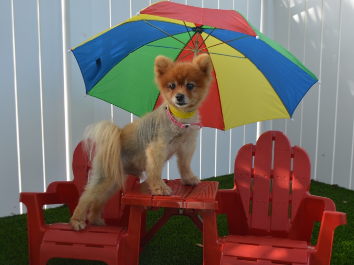 Artificial Grass Carpet Coeburn, Virginia Pet Turf, Dog Kennels