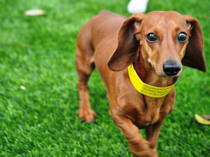 Artificial Grass Installation Saltville, Virginia Dog Run, Grass for Dogs