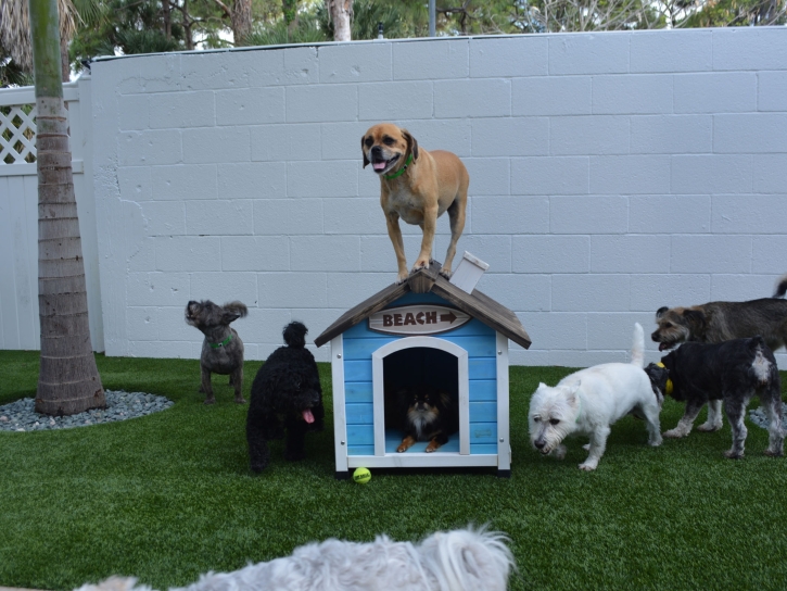 Fake Grass Adwolf, Virginia Drainage, Dog Kennels