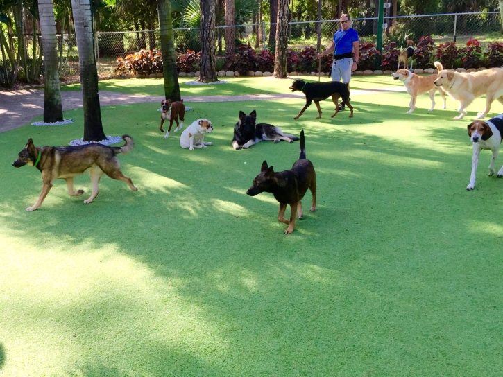 Grass Installation Glade Spring, Virginia Dog Hospital, Grass for Dogs