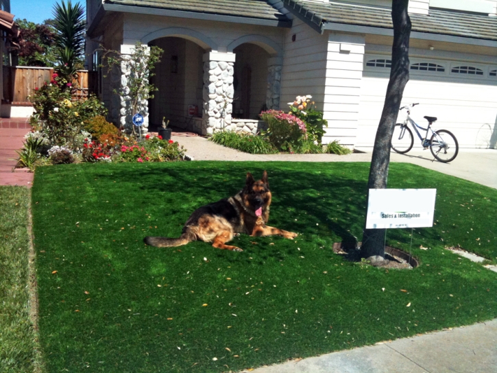 Grass Turf Baileys Crossroads, Virginia City Landscape, Dog Kennels