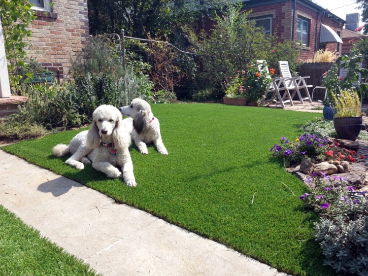 Synthetic Grass Cats Bridge, Virginia Dog Parks, Dogs Runs