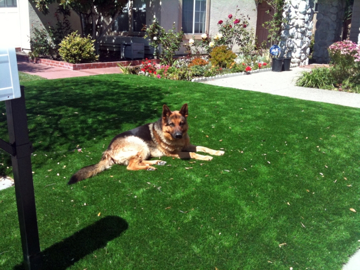 Synthetic Lawn Sanford, Virginia Rooftop, Dogs Park